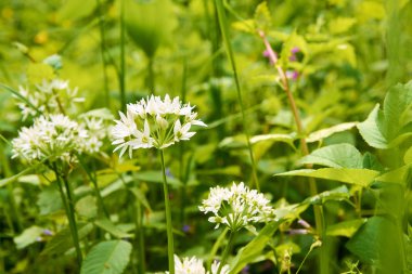 Güneş ışığı ile yeşil çayır üzerinde ayrıntılı görünüm yabani sarımsak beyaz çiçek yaprakları