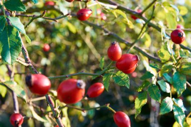 Bir gül çalı veya ağaç Kuşburnu meyve ve sonbahar güneşli altında yeşil yaprakları ile yakın çekim