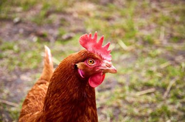 Göz ve Gaga, çimenlerin üzerinde arka plan bulanık ile kafa kahverengi saçlı tavuk portre fotoğrafı