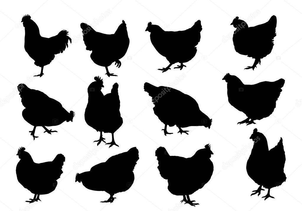 Set realistic silhouettes of three hens, rooster or chickens, pecking and walking - vector