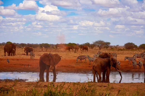 観象やシマウマの家族 アフリカ ケニアのツァボ国立公園で池 雲と赤い砂と青い空 — ストック写真