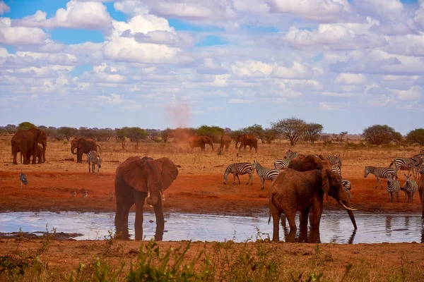 Vista Una Familia Elefantes Cebras Estanque Agua Parque Nacional Tsavo —  Fotos de Stock