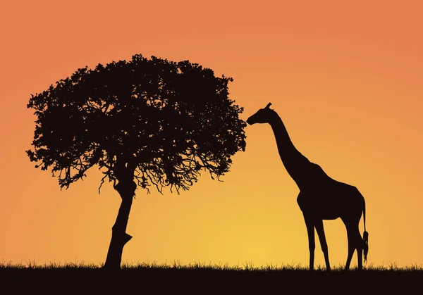非洲野生动物园景观中的长颈鹿 草和树木的剪影 橙色天空与空间为文本 — 图库矢量图片