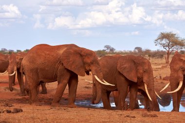 Savannah birkaç Afrika filleri görünümünü Kenya Safari