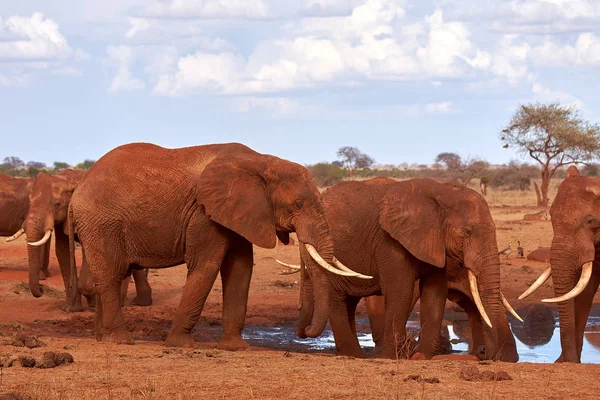 Kilátás Több Afrikai Elefánt Savannah Ban Szafari Kenyában — Stock Fotó