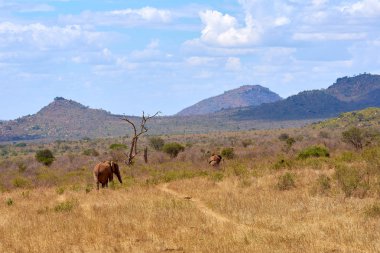 İki Afrika fili savana görünümünü Kenya, safari ile bulanık ağaçlar ve dağlar ve arka planda devam ediyor