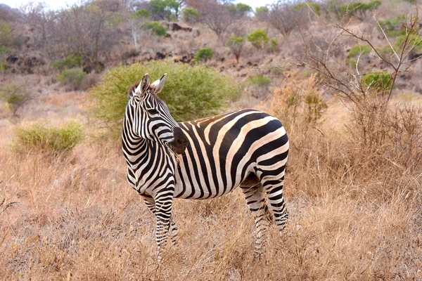 Zobacz Zebra Stojący Sawannę Wśród Krzewów Tsavo African National Park — Zdjęcie stockowe