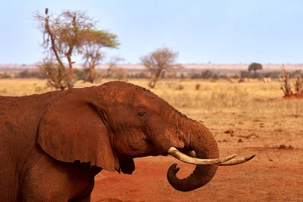 Vedere a unui elefant la un copac și peisaj în fundal. Safari Tsavo Park în Kenya, Africa . — Fotografie, imagine de stoc