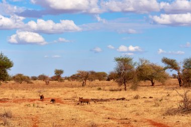 Warthogs bir sürü vahşi ve Kenya - Afrika Safari uğultu olduğunu. Ağaçlar ve otlar.