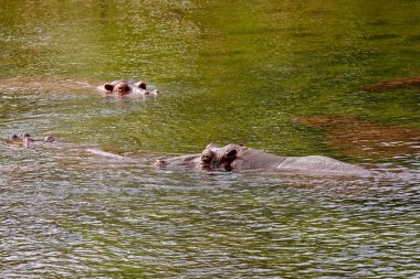 Su aygırı Kenya, Afrika'da suda yüzüyor