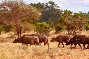 Bufalo sürüsü savana ve Kenya Safari'de pound gider, 