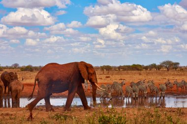 Vahşi ve Kenya Safari'de çalan bir sürüsü, 