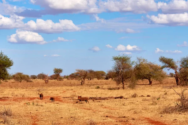 A csorda varacskos disznók, vad és nyüzsgő, a szafari Kenyában - Afrika. Fák és a fű. — Stock Fotó