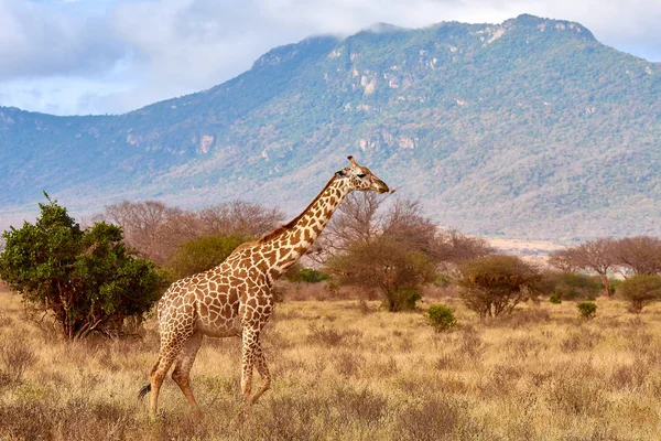 La jirafa es salvaje y golpeando en safari en Kenia - África. Árboles y hierba con montañas borrosas en el fondo . — Foto de Stock