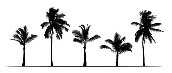 Ve palmiye ağaçlarının gerçekçi siluetleri kümesi. Beyaz arka plan üzerinde - izole vektör — Stok Vektör