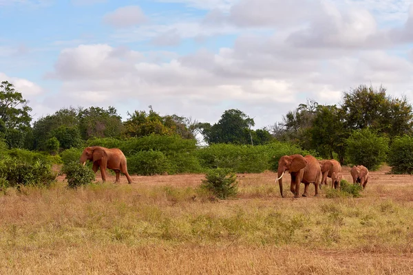 K에서 사파리에 사바나에서 여러 아프리카 코끼리의 보기 — 스톡 사진