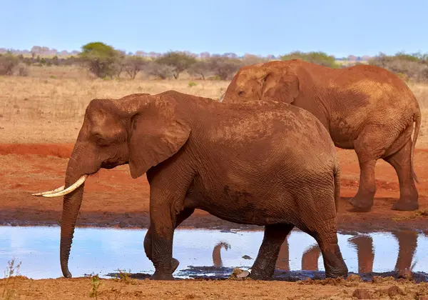 Vista de varios elefantes africanos en la sabana en safari en K —  Fotos de Stock