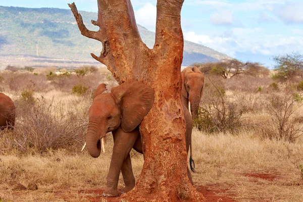 Weergave van verschillende Afrikaanse olifanten in de savanne op safari in K — Stockfoto