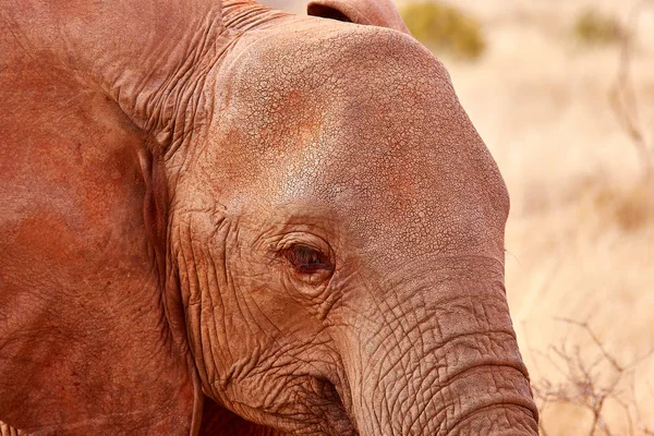 Részlet elefánt fej, szem és fül. Afrikai Szafari Kenyában. — Stock Fotó