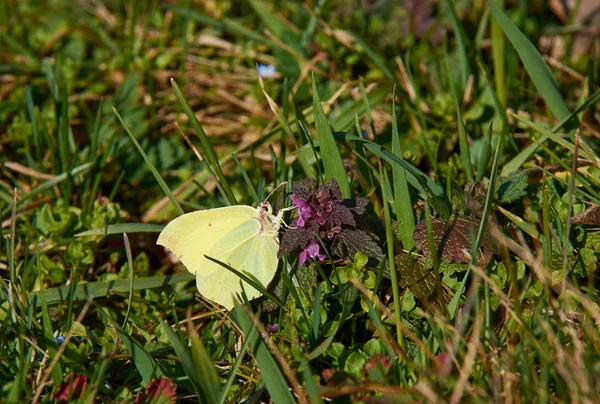 Желтая бабочка на крапиве в зеленой траве. Яркий и солнечный весенний день — стоковое фото