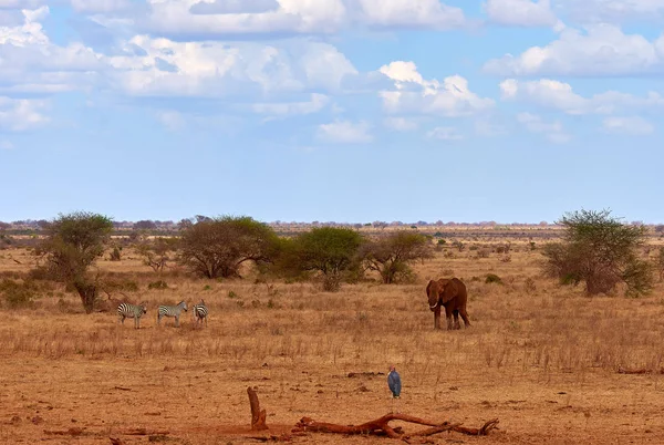 Landscape view in safari. Kenya in Africa, elephants and zebras