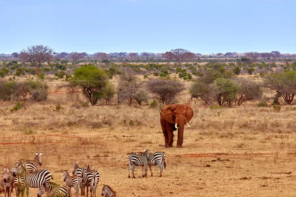 Vue paysage en safari. Kenya en Afrique, éléphants et zèbres — Photo