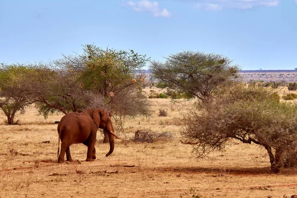 Vista del paisaje en safari. Kenia en África, elefantes y cebras —  Fotos de Stock