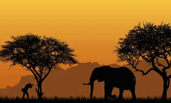 Ilustrasi yang realistis dari siluet manusia fotografer dan gajah di safari Afrika dengan pohon-pohon, pegunungan di bawah langit oranye vektor - Stok Vektor