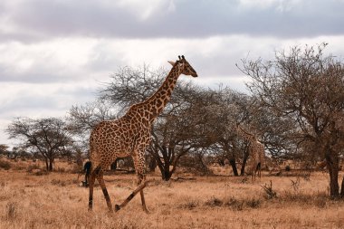Safari Afrika'da zürafa gider. Ağaçlar ve peyzaj Kenya.