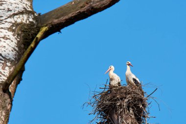 Stork's nest iki leylek ile uzun boylu ağaç dal. Açık bir günde mavi gökyüzü.