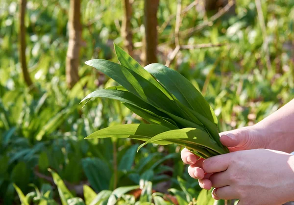 A young woman holds in her hand a bundle of leaves wild garlic. On the meadow with green blurred background.