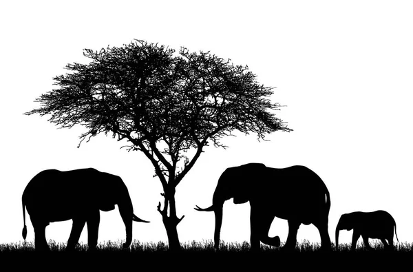 Ρεαλιστική απεικόνιση με σκιαγραφία του τρεις ελέφαντες σε σαφάρι στην Αφρική. Acacia δέντρο και χορτάρι που απομονώνονται σε λευκό φόντο - διάνυσμα — Διανυσματικό Αρχείο