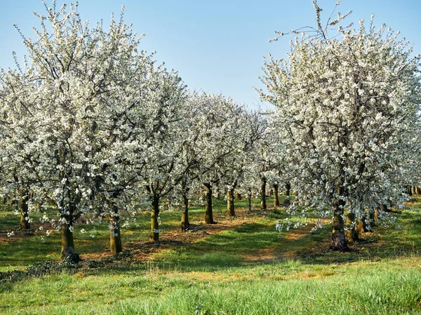 Huerto de frutas con hilera de árboles florecientes - manzano con flores. Césped en un soleado día de primavera — Foto de Stock