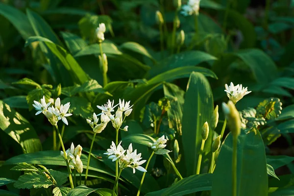Tekintettel a fehér vad fokhagyma virágot virágzó rét az erdőben. — Stock Fotó