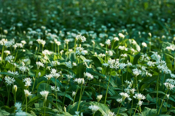 Vista dei fiori bianchi di aglio selvatico sul prato fiorito nella foresta . — Foto Stock