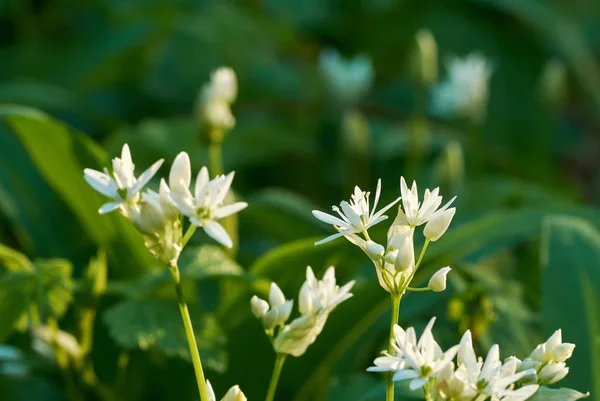 Vedere de aproape a florilor albe de usturoi de urs sau ramson — Fotografie, imagine de stoc