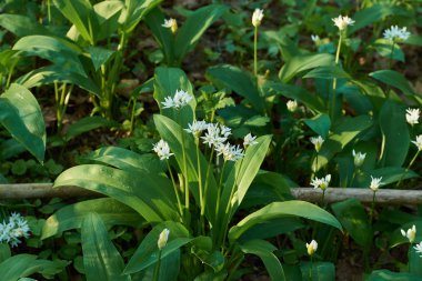 Yabani sarımsak çiçekleri ile çayır yakından görünümü. Güneşli bir bahar sabahı veya gününde orman.