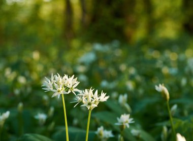 Arka planda defokus çayır ile Ramson çiçek Closeup görünümü. Bir bahar gününde sabah güneşi.