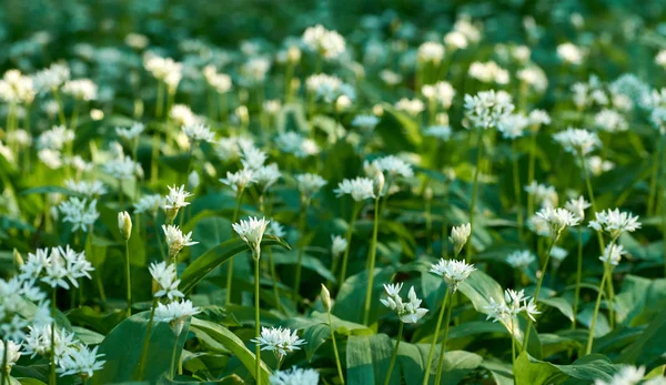 Pohled na louku s květinami a listy Divokého česneku za jarní slunný den. — Stock fotografie