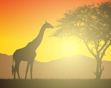 Yükselen güneş ile turuncu gökyüzü altında safari, ağaçlar ve zürafa ile Afrika manzara gerçekçi illüstrasyon. Arka planda dağlar - vektör