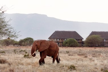 Arka planda lodge ile, kuru çim ente ve savana üzerinde ağaçlar ile Afrika safari fil ve zebra sürüsi görünümü