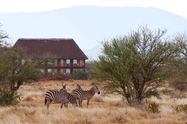 View of herd of zebras in African safari with dry grass and trees on savanna, with lodge in background — Stock Photo, Image