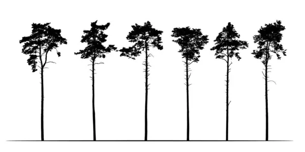 Stel realistische illustratie van hoge naaldbomen dennen. Isolat — Stockvector