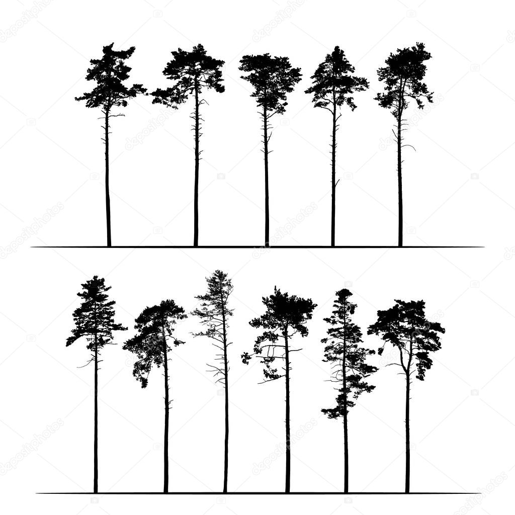 Set Realistic illustration of tall coniferous pine trees. Isolated on white background - vector