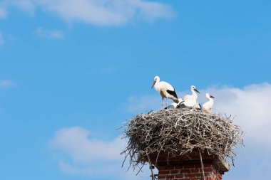 Leylek yuvası kuş bir aile ile bir baca üzerinde dalları