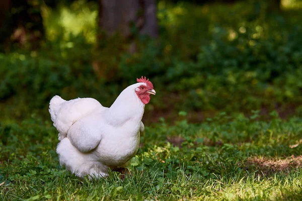 Poule blanche ou poulet debout dans le jardin ou la prairie — Photo