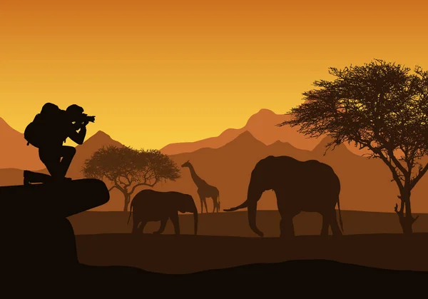 Realistic illustration of African safari with mountain landscape, trees and elephant and giraffe. Tourist with backpack takes photographing of animals. Under the orange sky with rising sun - vector — Stock Vector