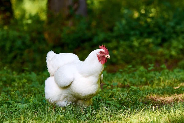 View of a fat white hen standing on a green lawn on a sunny day.