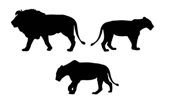 Set realistic silhouettes of one lion and two lionesses, animals — Stock Vector