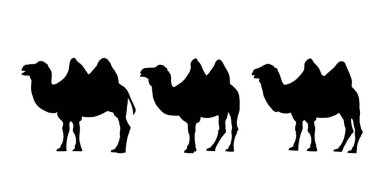 İki kambur ile üç deve gerçekçi siluetleri seti.